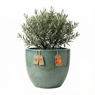 Teramico Blumentopf Pflanzgefäß "Egg Pot" Grün – Ø 21 bis 48 cm – Glasiertes Steinzeug (1 St), Frostfest, UV-Fest grün Ø 21 cm x 18 cm