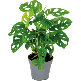 Bloomique - 2er-Set - Monstera adansonii - Monkey Leaf - Fensterblatt - Luftreinigende Zimmerpflanzen - Monstera Pflanze - Hängepflanze echt - Kletterpflanzen Zimmer - Höhe 20-25 cm - Topf 12 cm