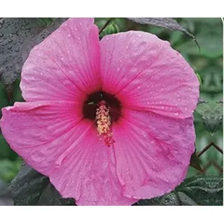 XXL Hibiscus moscheutos 'Royal Gem'® – Riesenhibiskus Staudenhibiskus – Winterhart, Extra Große Pink-Rote Blüten, Mehrjährige Gartenpflanze, Ideal für Beet & Kübel