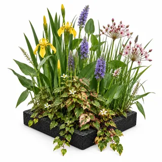 vdvelde.com - Pflanzinsel Teich schwimmend 25x25 cm, Teichpflanzen Set | Natürlicher Wasserfilter für Gartenteich, mit Korb, Substrat und Dünger, Wuchshöhe bis 80 cm, winterhart
