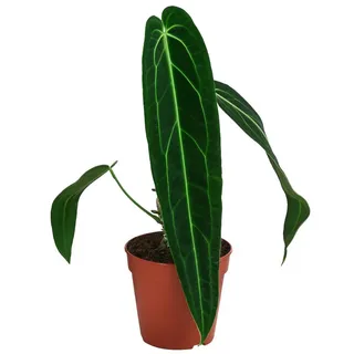 Dehner Herzblattblume, lange samtige Blätter, ca. 25 cm, Ø Topf 12 cm | Anthurium warocqueanum, Queen-Anthurium, Zimmerpflanzen-Rarität, pflegeleicht und luftreinigend, für helle Standorte