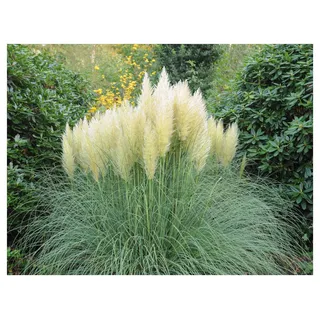 5 x Cortaderia selloana 'Pumila' im 1 Liter Topf (Ziergras/Gräser/Winterhart/Mehrjährig/Immergrün) Weißes Zwerg Pampasgras - Der kleine Riese unter den Pampasgräsern - von Stauden Gänge