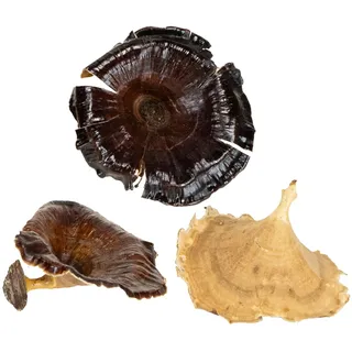 Kalix Pilz Natur lackiert 100 St - Deko-Pilze für Herbst- und Winterdekoration, 100 Stück