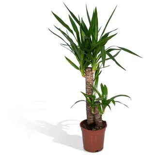 Florora Zimmerpflanze Yucca Elephantipes – Riesen-Palmlilie – 85 cm – Topf 17 cm