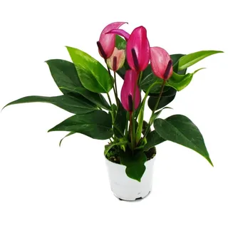 Kleine Flamingoblume Anthurium andreanum Baby-Anthurie Mini-Pflanze 7cm Topf kleinblütig lila blühend Zizou