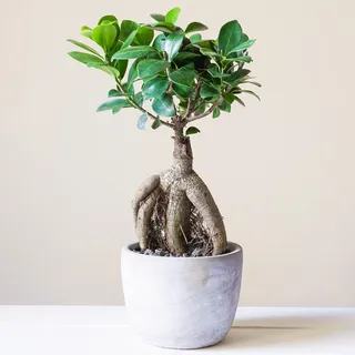 Dekorativer Bonsai für innen 'Ficus Ginseng' 12cm Topf lebende Pflanze für das Home Office