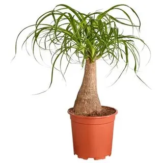 Elefantenfuß - Beaucarnea recurvata, Grün