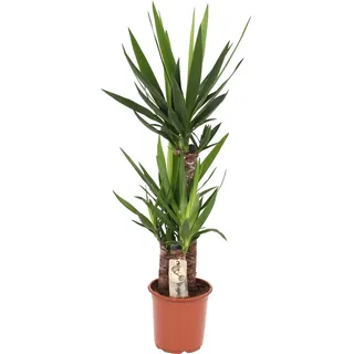 GROW by OBI Palmlilie Höhe ca. 95-120 cm Topf Ø ca. 21 cm Yucca Elephantipes