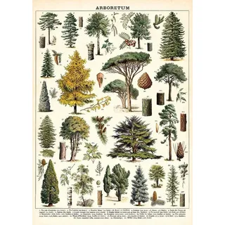 Inga Baum-Arten, Wandkunst, Bäume, Vintage-Bäume, Poster, Botanische Kunst, Baum-Diagramm, Retro-Wanddekoration, Metallschild, Poster, 20,3 x 30,5 cm