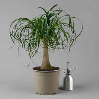 Elefantenfuß, Topf-Ø 19 cm, Höhe ca. 50 cm