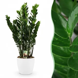 Green boutiQ - Zimmerpflanze - Zamioculcas - Zamioculcas Zamiifolia - Grün - Pflegeleicht - 1 Pflanze - mit Potter Weiß - Topf 21cm - Höhe 80-90cm