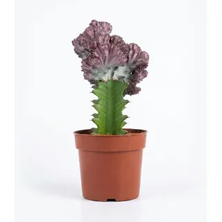 Bloomique - Euphorbia Lactea Cristata - Hahnenkamm-Wolfsmilch - Zimmerpflanzen - Luftreinigend - Tierfreundlich - Pflegeleicht - Höhe 20-30 cm - Topf 11 cm