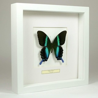 De Museumwinkel.com Papilio blumei – Der grüne Schwalbenschwanz - Echter präparierter Schmetterling montiert unter Glas in handgefertigten weißer Holzrahmen