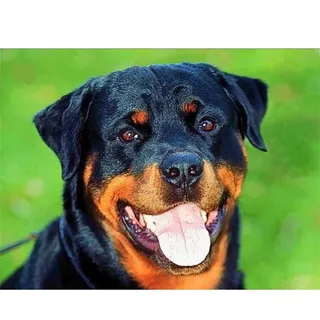 znwrr DIY 5D Diamant-Malerei Komplett-Bohrset, Rottweiler-Hund 5D Diamant-Malset, Malen nach Zahlen Diamant, Diamant-Malbilder für Erwachsene Kinder, handgefertigtes Kunsthandwerk Wanddekor 30x40cm