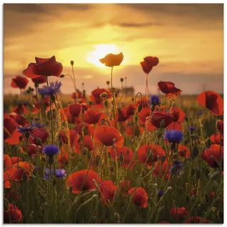 ARTland Wanddeko Glasbilder Wandbild Glas Bild einteilig 50 x 50 cm Botanik Blumen Mohnblume Foto Rot Mohnblumen im Abendlicht S9RX