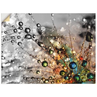 ARTland Wandbild selbstklebend Vinylfolie 40x30 cm Blumen Pusteblume Botanik Blüten Modern Kunst Sommer Natur T9IN