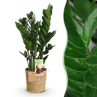 Green boutiQ - Zimmerpflanzen - Zamioculcas - ZZ-Pflanze - Wenig Pflege - mit Korb - Grün - 1 Pflanze - Topf 17cm - Höhe 65-75cm
