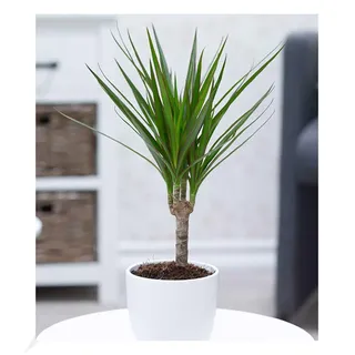 BALDUR Garten 1x Dracena Marginata ca. 35-45 cm hoch, Pflanze im 12 cm-Topf | Zimmerpflanze, Drachenbaum, Grünpflanze, pflegeleicht, mehrjährig - frostfrei halten, ideal für Wohnung & Büro