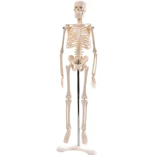 Anatomie Modell „Menschliches Skelett“,klein, ca. 45 cm, geeignet als Lernmodell oder Lehrmittel zur Untersuchung von Funktion, Bau und Bewegung des Körpers