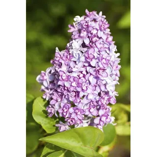 Pflanzen Für Dich Syringa Vulgaris Flieder Lila 60–100 cm