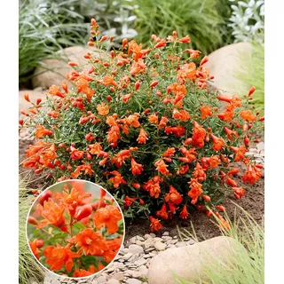 BALDUR Garten Zierstrauch Punica 'Uniqa®', 1 St., Mini-zierfrüchte,winterhart, mehrjährig, pflegeleicht orange