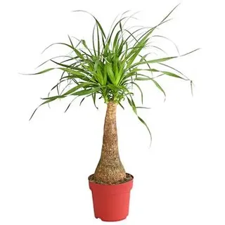 Elefantenfuß - Beaucarnea recurvarta