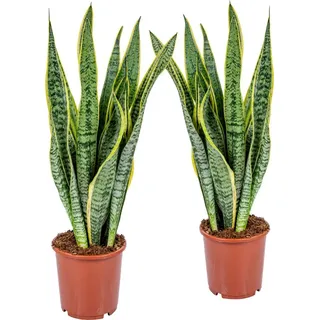 Blumen-Senf 2 Stück Sansevieria Laurentii 50-60 cm) Bogenhanf bessere Raumluft, Zimmerpflanze