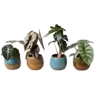 meinvipshop 4 x Alocasia gemischt mit Übertopf Pflanzenset | Gr.: onesize