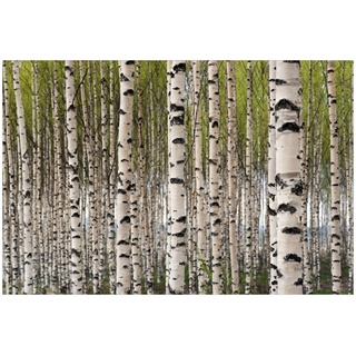 Wallario Glasbild, Birkenwald - Baumstämme in schwarz weiß, in verschiedenen Ausführungen braun