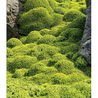 BALDUR Garten Bodendecker Andenpolster 'Azorella', 2 St., winterhart, mehrjährig gelb