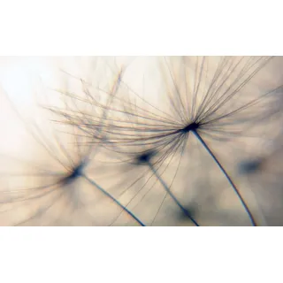 queence Wandsticker Dandelion (1 St), Selbstklebend, kinderleichte Anbringung, Pusteblume, Sticker, beige beige 90 cm x 60 cm x 0,1 cm