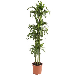 Drachenbaum - Dracaena fragrans 'Hawaiian Sunshine', Grün