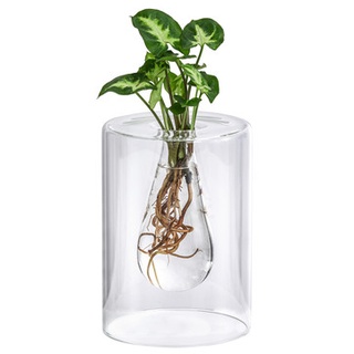 Waterplant Purpurtute im Glas - Syngonium podophyllum 'Ar..., Grün