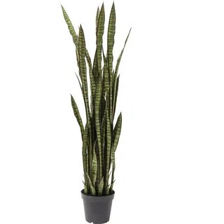 Kare DESIGN Deko Pflanze 60718 Sansewieria Kunststoff Grün