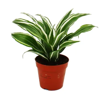 Exotenherz - Drachenbaum - Dracaena deremensis fragrans White Jewel - 12cm Topf - weiß-grüne Blätter