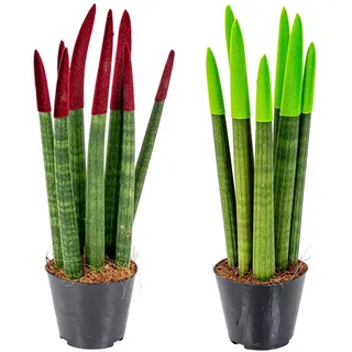 Bloomique - Sansevieria Velvet Touch - Schwiegermutterzunge - Bogenhanf - Zimmerpflanzen - Luftreinigend - Sehr pflegeleicht - Höhe 20-30 cm - Topf 9 cm