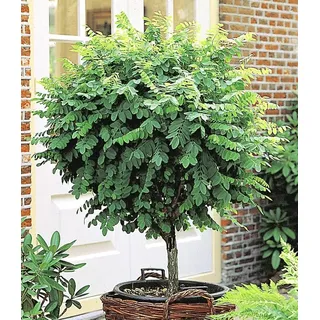 BALDUR Garten 1x Kugel-Akazien-Stämmchen, Pflanze im 3 Liter-Topf | Robinia pseudoacaia Umbraculifera, dekorativ, winterhart, pflegeleicht, für Standort im Schatten geeignet