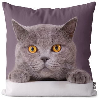 VOID Katze Britisch Kurzhaar Kissenbezug Kissenhülle Sofakissen Kissen Deko Outdoor-Kissen Dekokissen, Kissen Größe:40 x 40 cm
