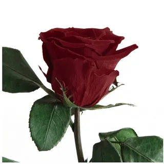 Kunstblume Ewige Rose konserviert mit Stiel echte haltbare Blume Rose, ROSEMARIE SCHULZ Heidelberg, Höhe 50 cm, Infinity Rose, Geschenk für Frauen, Valentinstag, Made in Germany rot Ø 5 cm x 50 cm x 50 cm