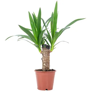 Palmlilie 1-stämmig - pflegeleichte Zimmerpflanze, Yucca Elephantipes Palme 20 - Höhe ca. 45 cm, Topf-Ø 12 cm