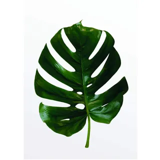 KOMAR Monstera Leaf Holz 30x40 cm
