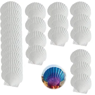 DINGFENG 25 Stück Weiße Muscheln zum Basteln Jakobsmuscheln – Natürliche Deko Muscheln Groß (6–7 cm) zum Basteln, Bemalen, DIY Kunst, Windspiel, Hochzeit, Stranddeko, Maritime Muschelschalen