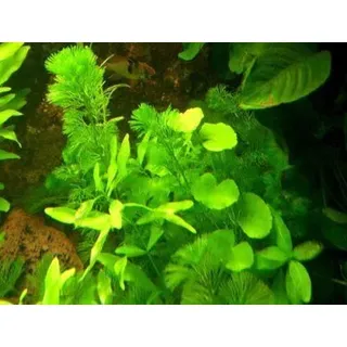 3 Bunde Wasserpest, 5-6 Pflanzen,Aquarium, Teich