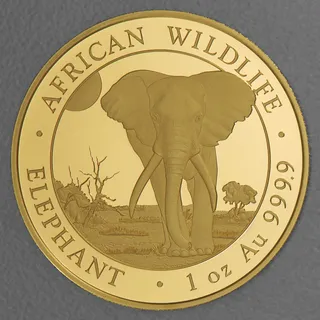 Goldmünze 1oz Elefant 2025 African Wildlife (Somalia)
