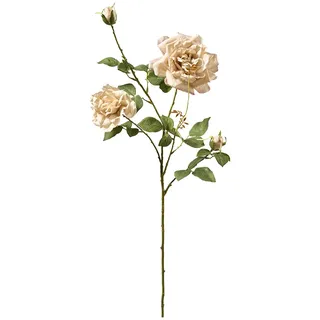 Teerosen Zweig 100cm 2Blüten 2Knopsen beige