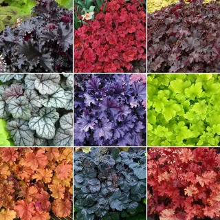 GardenersDream 5x Heuchera Pflanzenmischung - Außenbereich Gartenbereite Winterharte Mehrjährige Pflanzen - Farbenfrohe Blütenpflanzen für Garten, Beete & Kübel (15-40 cm, inkl. 9cm Topf)