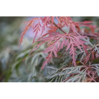 Pflanzen für Dich Gehölze Acer palmatum 'Orangeola', 1 St., Japanischer Ahorn, Fächerahorn