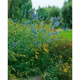 PlantaPro Salvia uliginosa 9 cm Topf – Winterhart, Mehrjährig, Pflegeleicht – Sumpf-Salbei – Staude für Beet & Teichrand