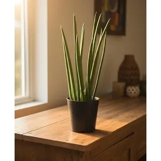 Sansevieria cylindrica,Bogenhanf,pflegeleicht Zimmerpflanze,ca.35cm hoch