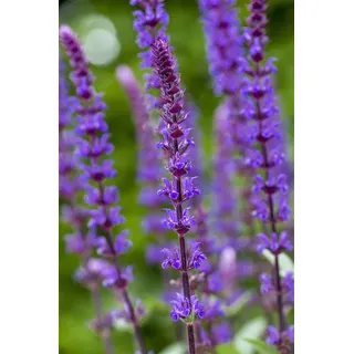 PlantaPro Salvia nemorosa 'Caradonna' 9x9 cm Topf – Winterhart, Mehrjährig, Pflegeleicht – Steppen-Salbei – Beetstaude für Garten & Bienenweide